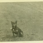 Cookie the dog in Germany; mascot for the 553rd Military Police Escort Guard Company. (May 1945). Source: Veterans History Project, Bernard Horowitz.